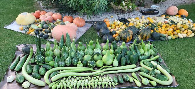 Dyniowe gospodarstwo Łukasza Piwko w Pawłowie