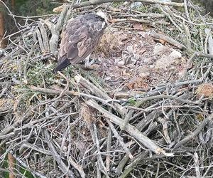 Lipek i Lipka zostali rodzicami. W gnieździe rosną 3 małe rybołowy