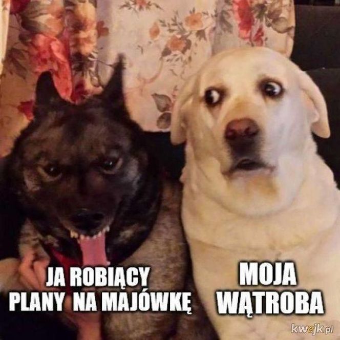 Memy majówka 2025