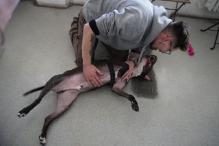 Malowanie obrazów przez podopiecznych krakowskiego schroniska