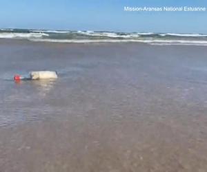 Tajemnicze butelki na plażach! To mogą być czary