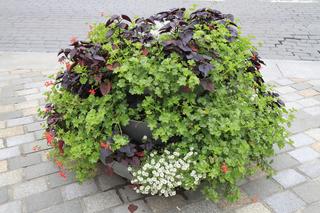 Roślinność w Lublinie zwiastuje zbliżającą się jesień