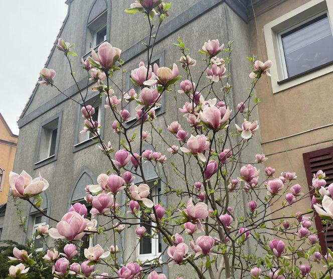 Szlak magnolii w Szczecinie