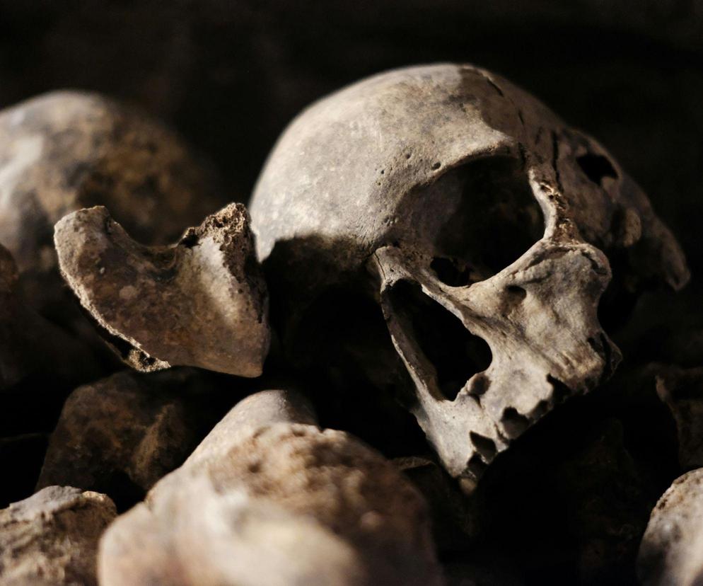 Zaskakujące znalezisko w Ostródzie. W walizce były czaszki i kości