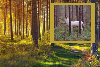 W helskich lasach sceny jak z Rodu Smoka. Na początku Polski pojawił się biały jeleń?