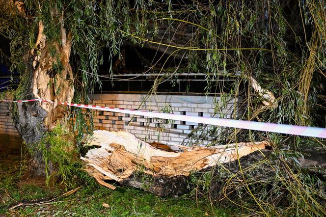 Ulewne deszcze na Podkarpaciu. Połamane drzewa na ulicach Dębicy