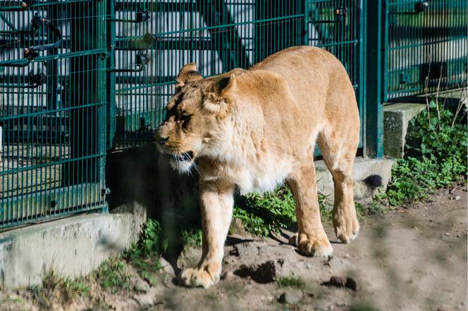 Koronawirus w Trójmieście. Zwierzęta z zoo tęsknią za ludźmi