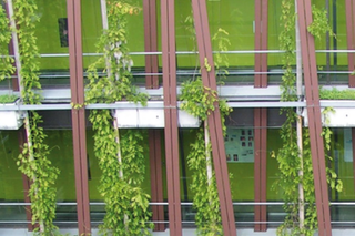 zielona fasada 
