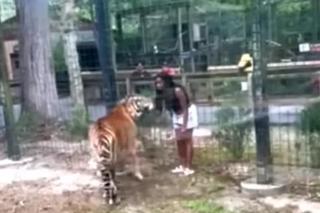  kobieta wskoczyła na wybieg tygrysa w NJ