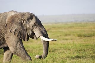 Tajemnicza bakteria zabija słonie! Naukowcy są zdumieni