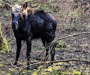 Łoś utkwił w bagnie po uszy! Z pomocą ruszyli strażacy