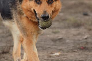 Ofelia na dom czeka w COZ