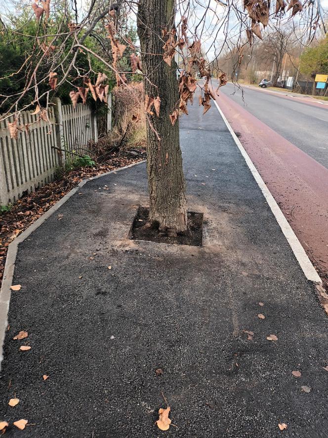 Wykonawca, który wcześniej zalał drzewo asfaltem, naprawił już swój błąd 