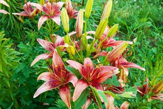 Lilia azjatycka