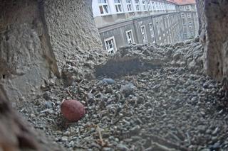 Pustułki w Szczecinie