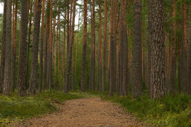 Równie atrakcyjne są tereny w rejonie Nowego Tomyśla, Zbąszynia i Miedzichowa