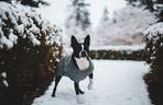 psy do małego mieszkania - boston terrier