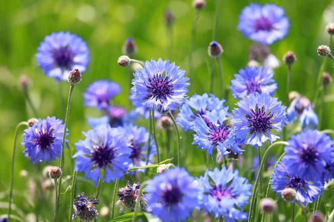 Chaber (Centaurea cyanus)