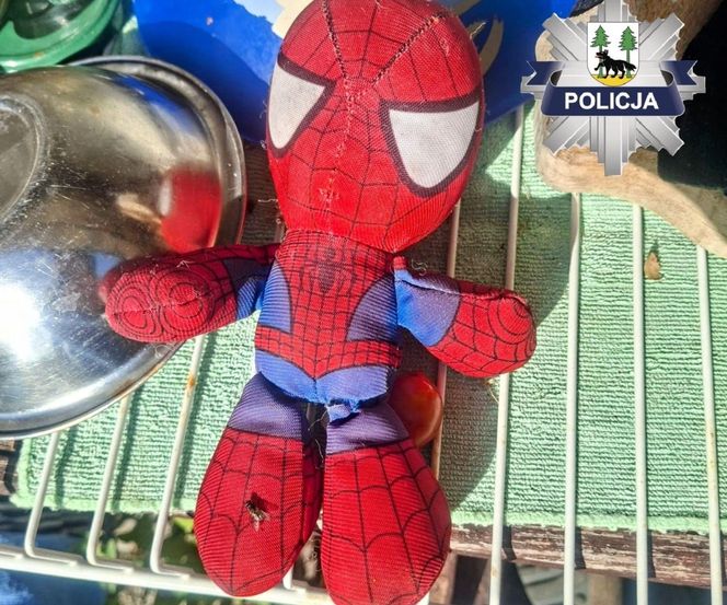 „Martwy chłopiec na drodze”. Policja otrzymała szokujące zgłoszenie