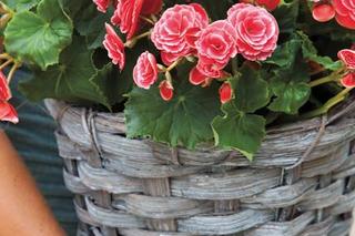 Najlepsze kwiaty na balkon