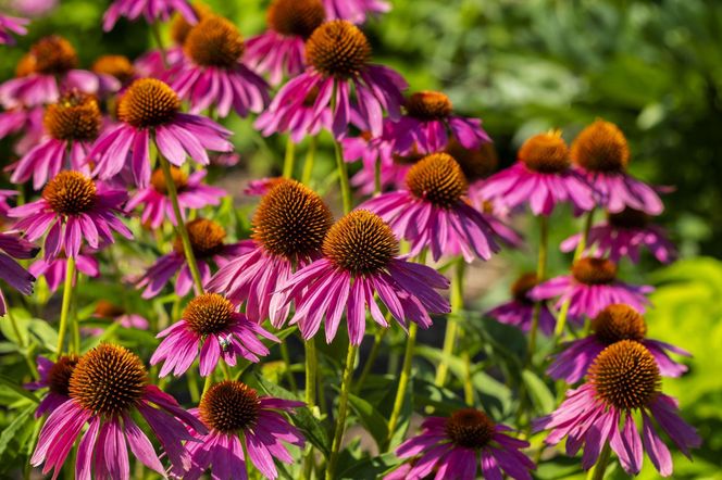 Echinacea purpurea – piękna bylina o prozdrowotnych właściwościach