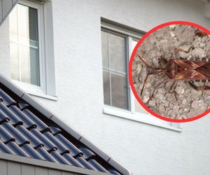 Cuchnący wtyk amerykański pcha się do domów. Jesienią przeprowadzają szturm! 