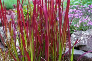 Imperata cylindryczna 'Red Baron'