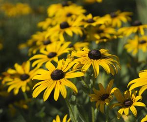 Rudbekia