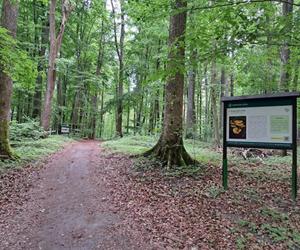 Terapia lasem. Nowa ścieżka w Lesie Antoniukowskim 