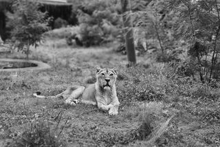 Orientarium Zoo Łódź. Nie żyje lwica Tycia. W tym roku skończyłaby 20 lat [ZDJĘCIA]. 