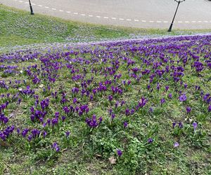 Krokusy na Wałach Chrobrego