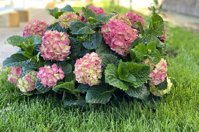 Hortensja ogrodowa (Hydrangea macrophylla) 