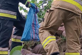 Żmieje zadomowiły się wśród traw w pobliżu domu. Obok bawiły się dzieci 