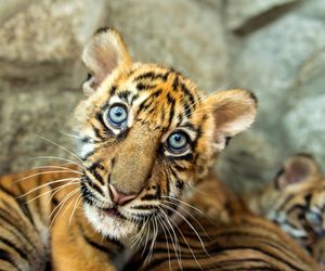 Niesamowite narodziny we wrocławskim zoo. Na świat przyszły cztery tygrysy sumatrzańskie 