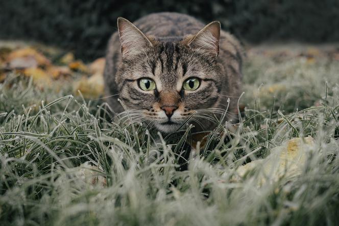 Pomóżmy kotom wolno żyjącym. Bez naszej pomocy mogą nie przetrwać zimy 