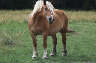 Blondynka zmiażdżyła jądro rolnikowi. Grozi mu amputacja!