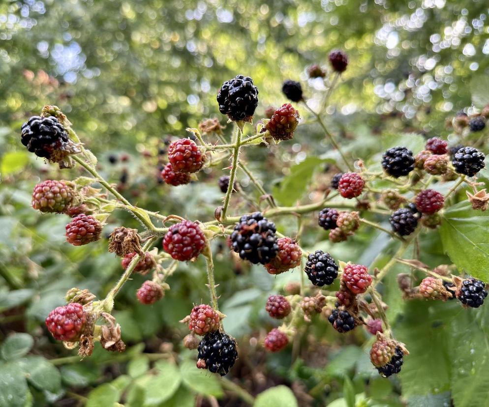 Sprzyjają odchudzaniu, poprawiają cerę, wspierają serce. Te mało znane owoce zaskakują korzyściami dla zdrowia