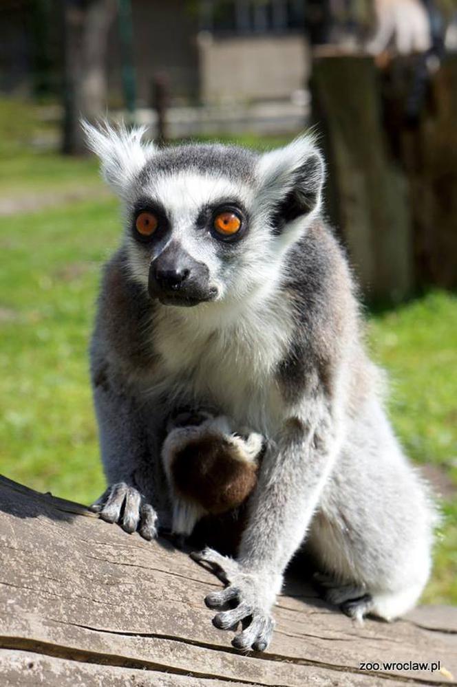 Lemur