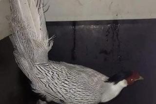 Bażant srebrzysty w Wawrze