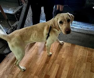 Horror w katowickim mieszkaniu. Psy żyły we własnych odchodach. Wstrząsające odkrycie policji