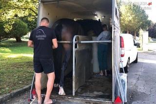 Policjanci wyciągnęli konia z Odry. Nie mógł się wydostać. Brawurowa akcja!