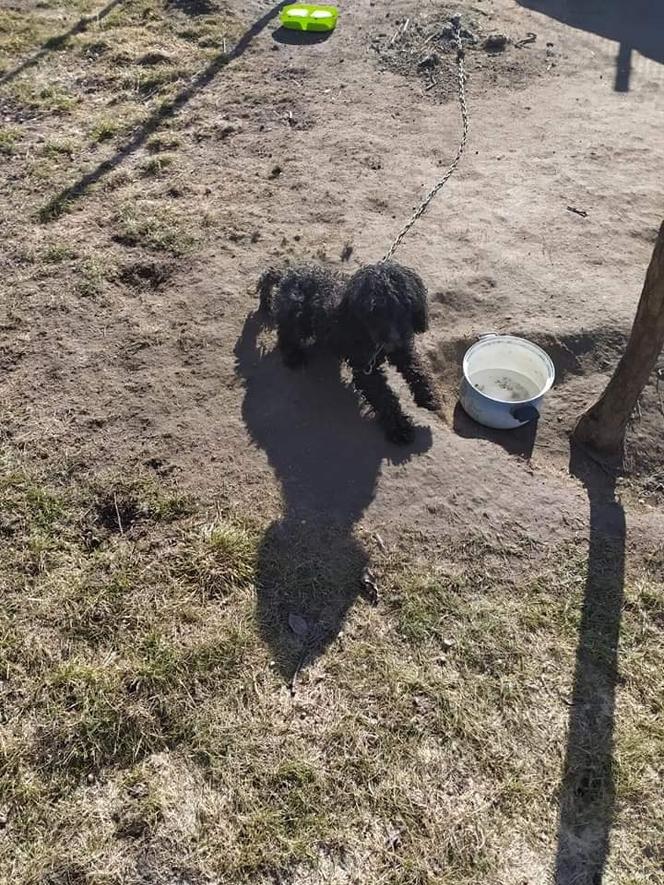 Płock. Koszmar Perły zakończony! Ludzi widziała częściej od jedzenia, teraz szuka nowego domu [ZDJĘCIA]