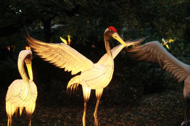 "Garden of Lights" ponownie rozświetlił wrocławskie zoo