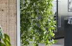 Epipremnum