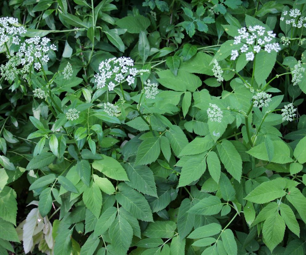 Łagodzi hemoroidy, koi nerwy, oczyszcza nerki. Uciążliwy chwast to skarbnica zdrowia