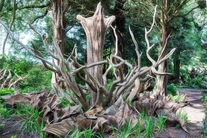 Stumpery Garden