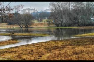Poznań: wysoki poziom wody w Warcie