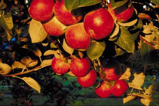 Sad w październiku: zbiory owoców, sadzenie drzew i krzewów owocowych