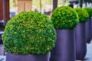 Bukszpan wieczniezielony