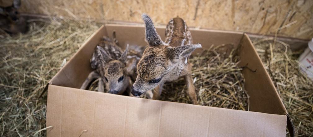Psy uratowały nowonarodzone sarenki